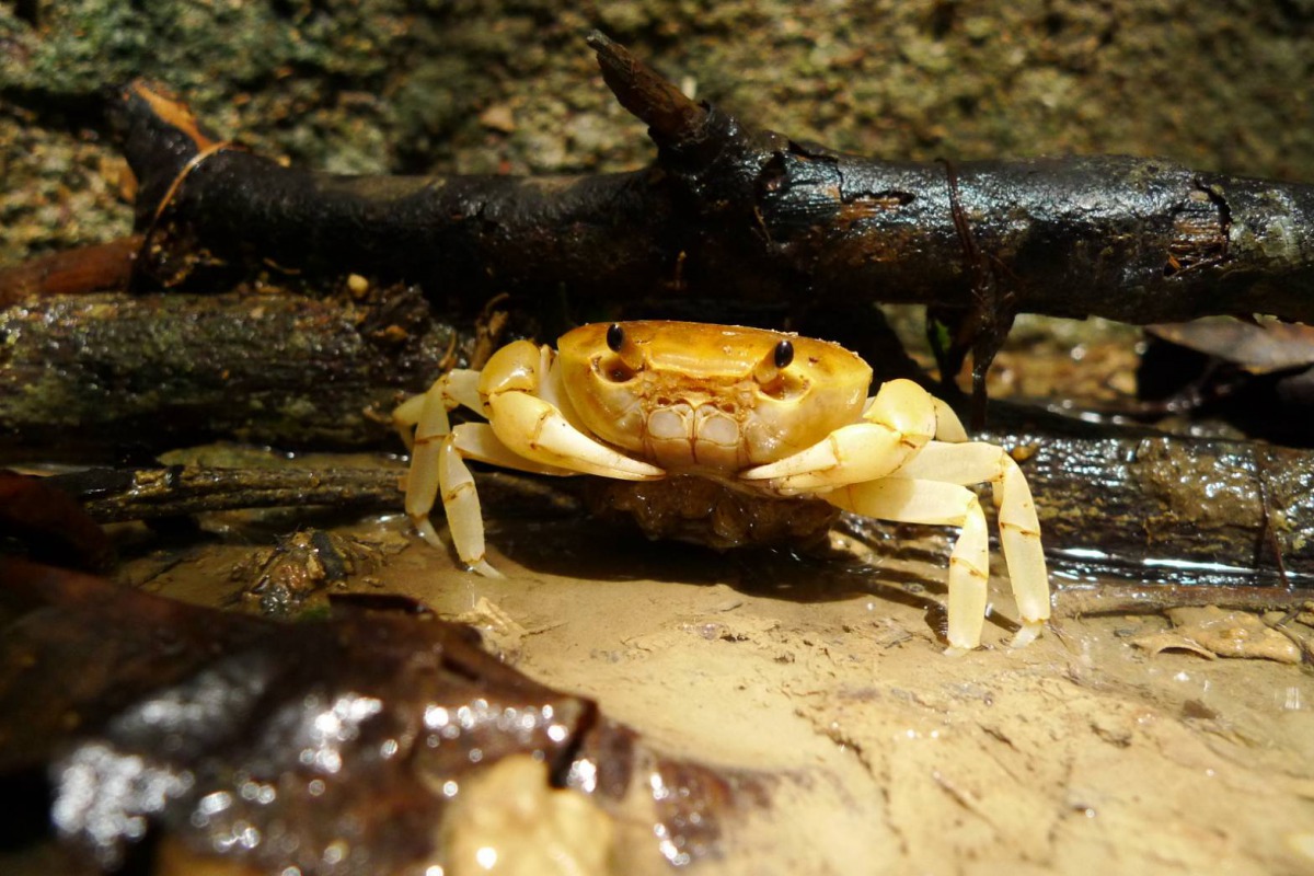 螃蟹高清图片下载-正版图片500551020-摄图网