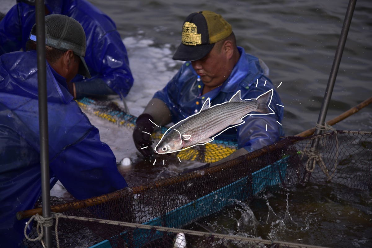 是烏魚本尊