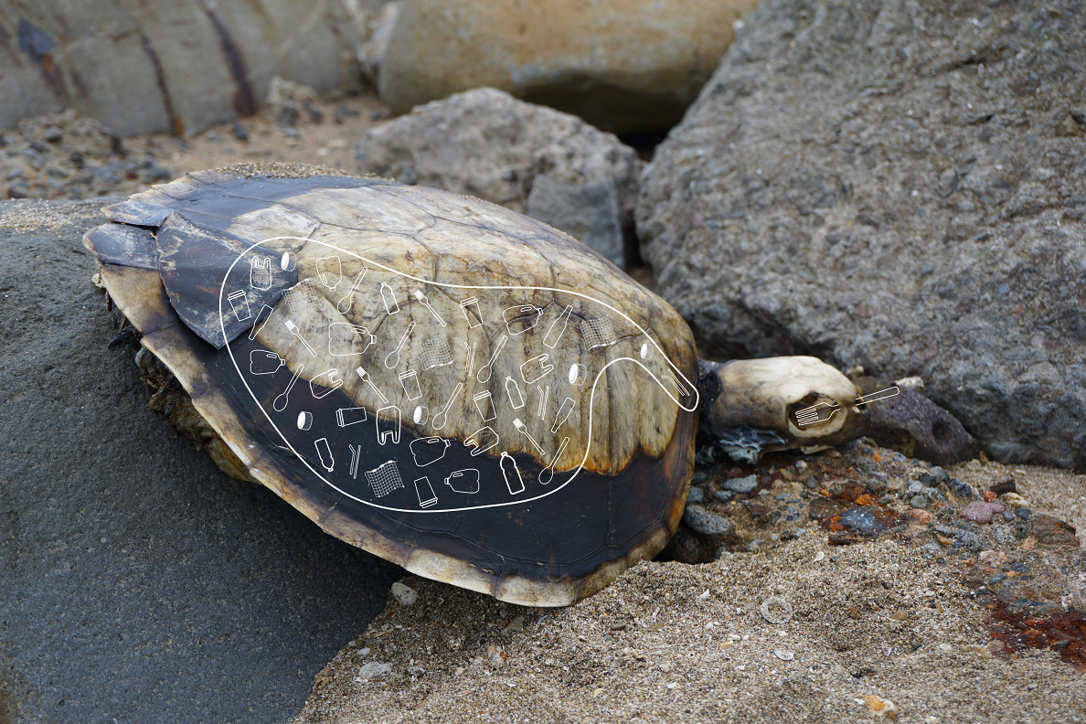 擱淺死亡已久的海龜